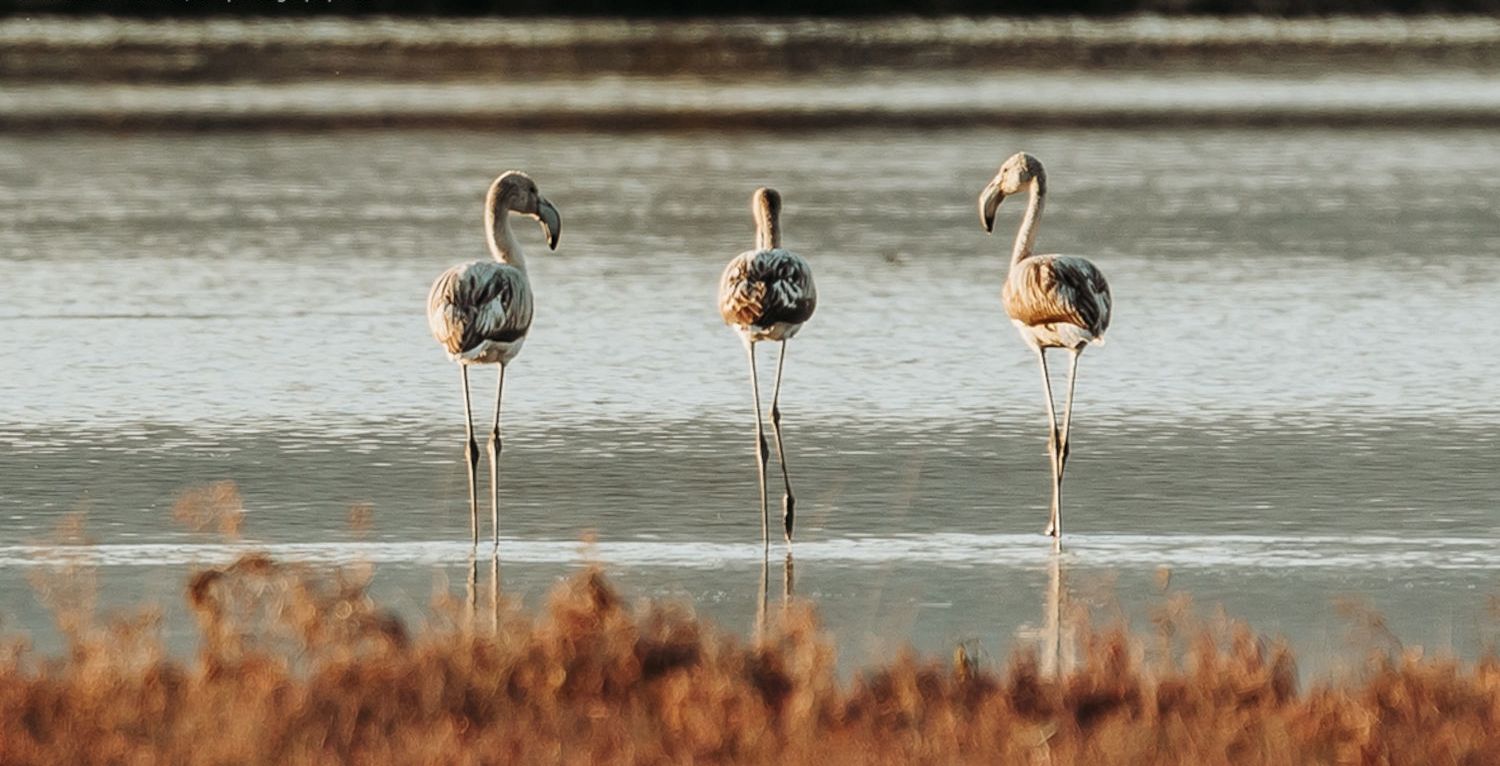 A Group Of Birds Stand In A Body Of Water